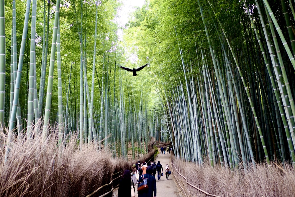 a bird flying over a path in a bamboo forest