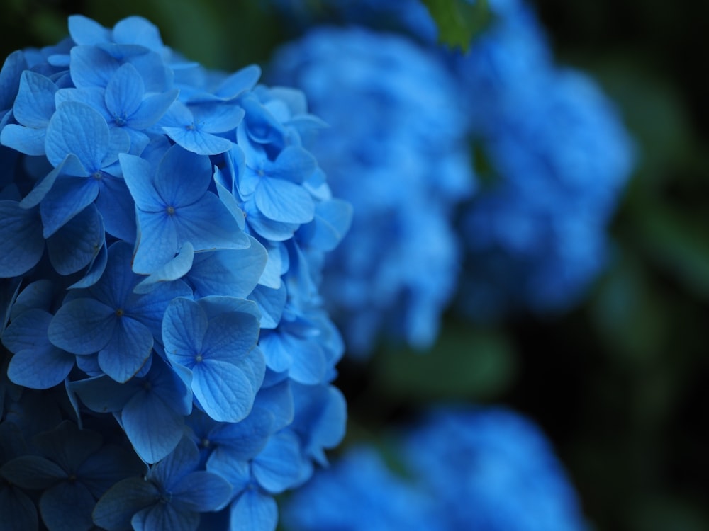 a close up of a blue flower with green leaves