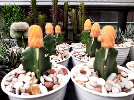 Several small potted cacti with various shapes and colors sit on display. The foreground features round cactus plants with bright orange tops, surrounded by white and brown pebbles. In the background, there are other succulent plants and green spiky foliage, creating a dense, vibrant arrangement.