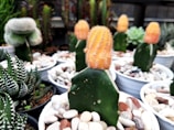 Several small potted cacti with vibrant orange tops and green bases are surrounded by decorative rocks. The arrangement includes various types of succulents placed in a greenhouse environment.
