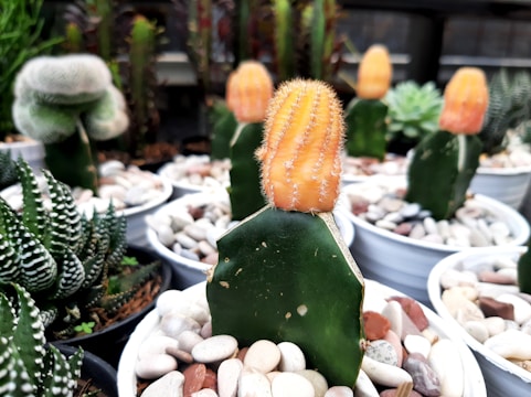 Several small potted cacti with vibrant orange tops and green bases are surrounded by decorative rocks. The arrangement includes various types of succulents placed in a greenhouse environment.