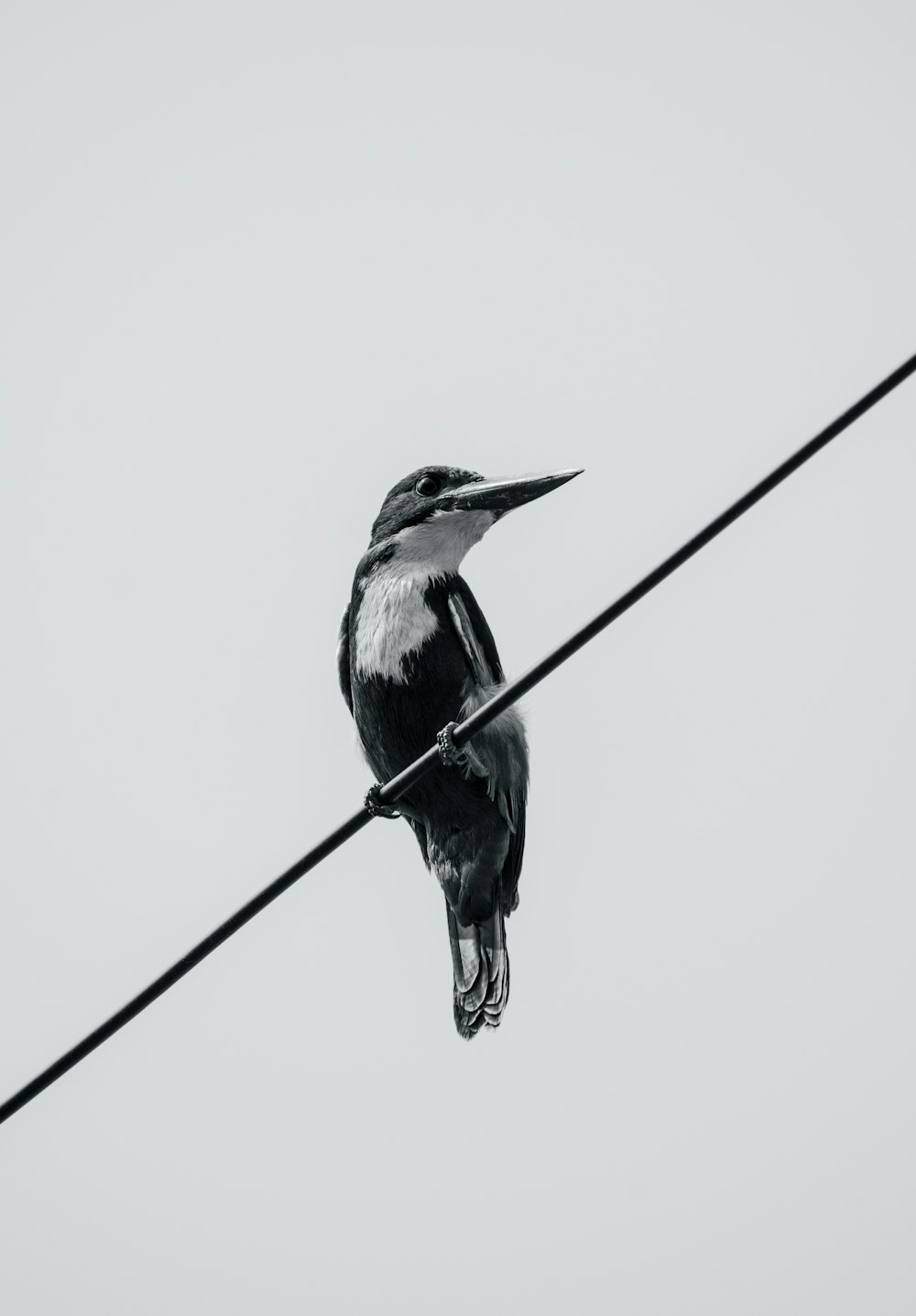 a black and white bird sitting on a wire