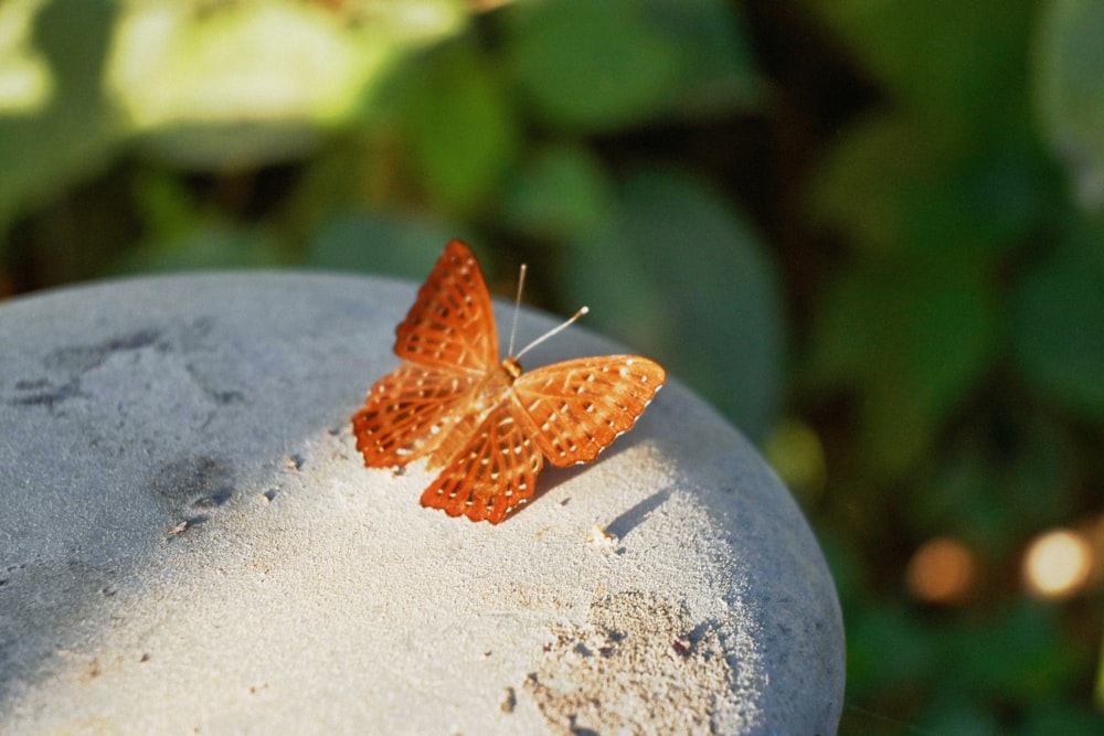 a butterfly sitting on top of a cement slab