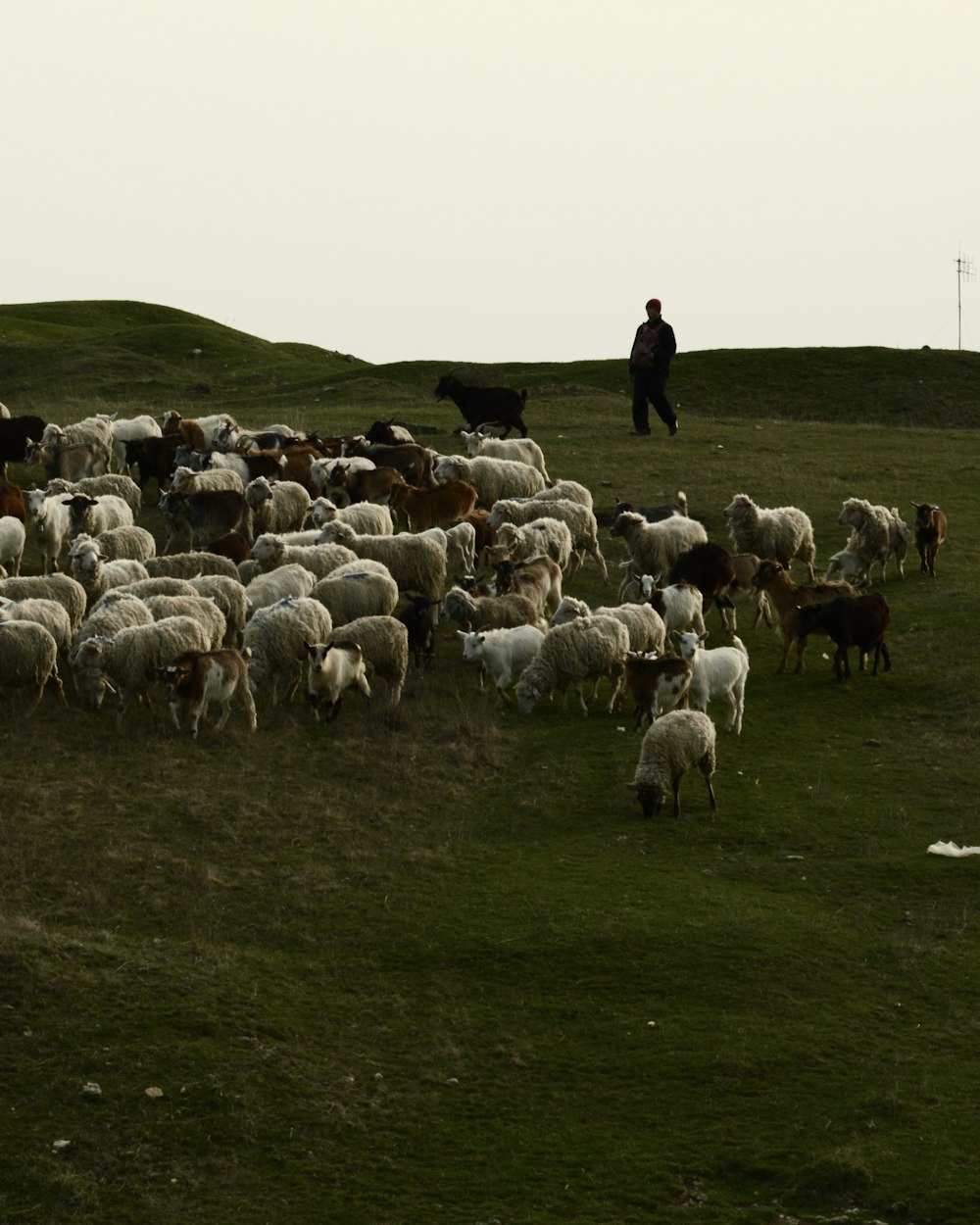 a herd of sheep grazing on a lush green hillside