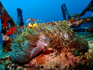 An underwater scene featuring a clownfish swimming near a sea anemone. The vibrant reef is set against a backdrop of blue water with rusted metal structures, possibly part of a shipwreck or artificial reef.
