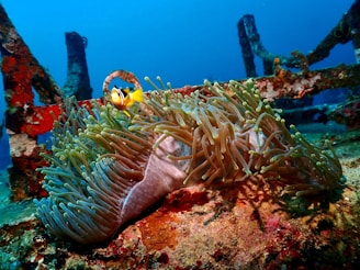 An underwater scene featuring a clownfish swimming near a sea anemone. The vibrant reef is set against a backdrop of blue water with rusted metal structures, possibly part of a shipwreck or artificial reef.