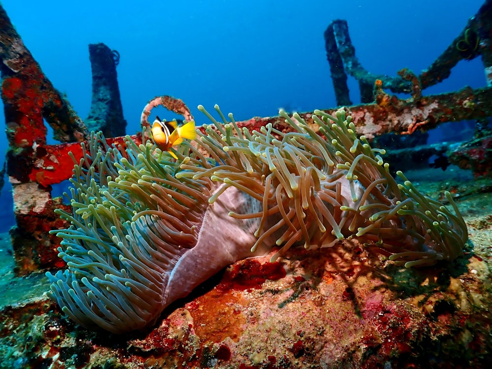 a clown fish hiding in an sea anemone