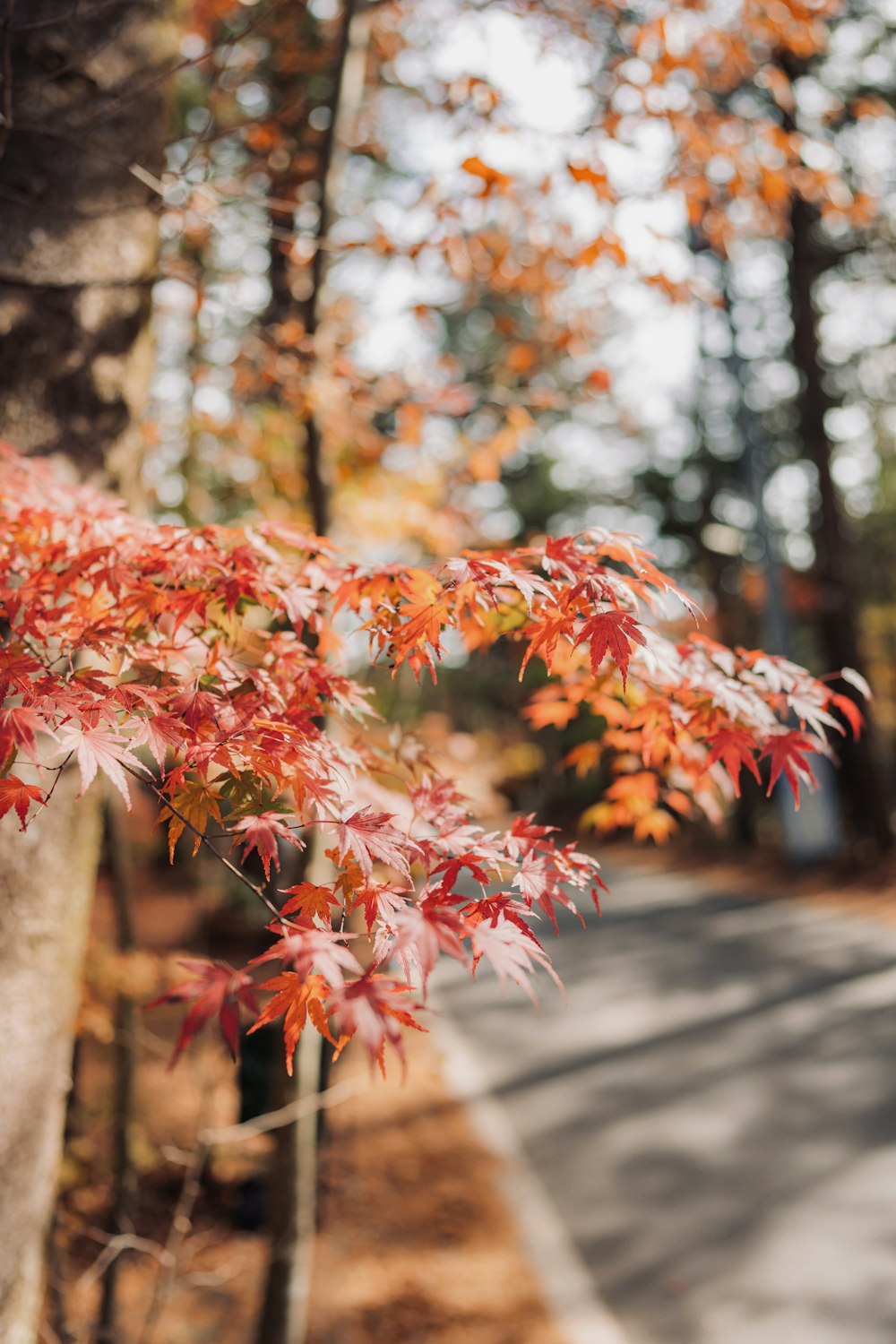 un arbre aux feuilles rouges près d’une route