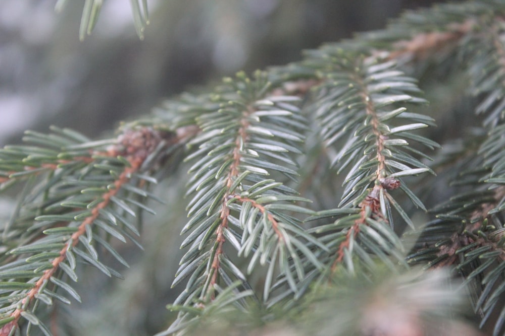 a close up of a pine tree branch