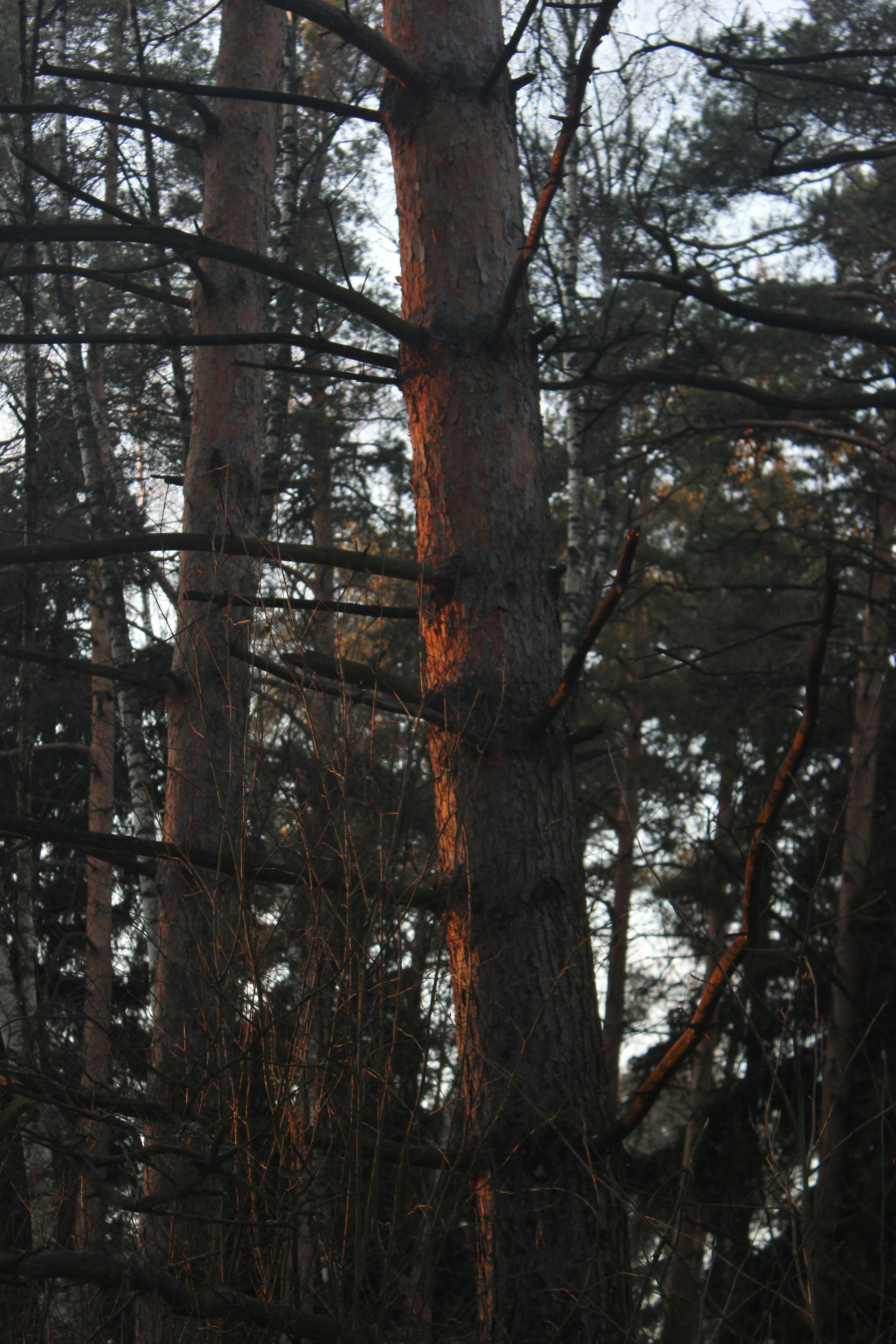 una foto in bianco e nero di alberi nel bosco