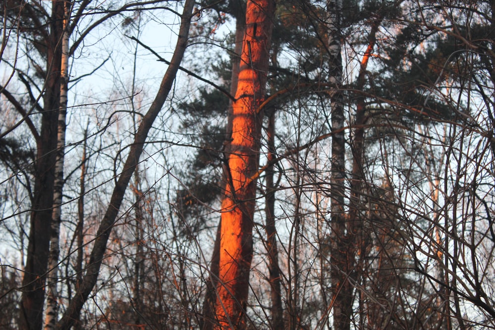 a red fire hydrant sitting in the middle of a forest