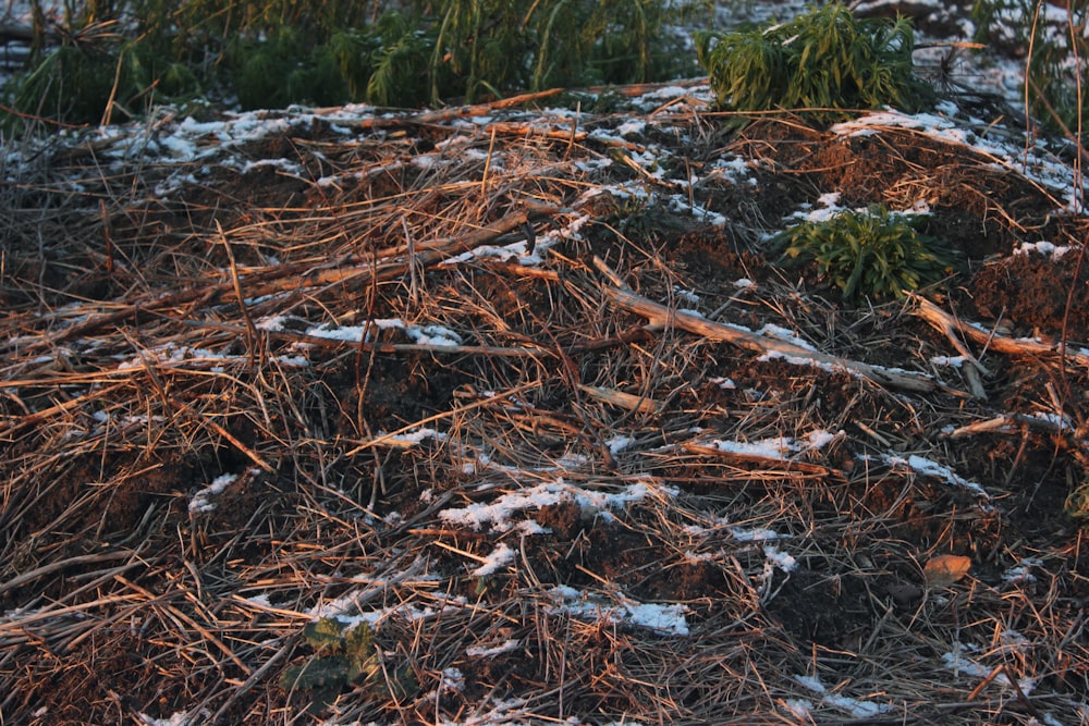 a snow covered field with grass and bushes