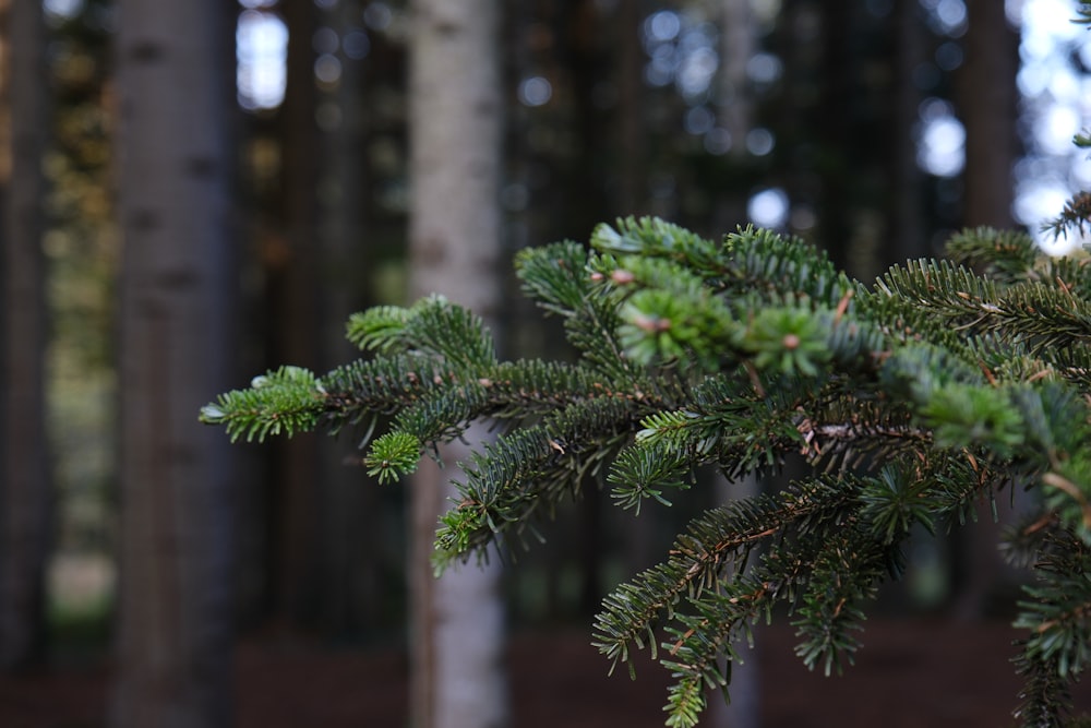 Nahaufnahme einer Kiefer in einem Wald