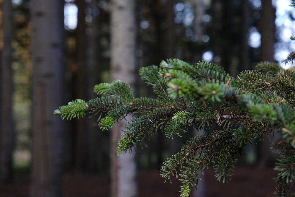 a close up of a pine tree in a forest