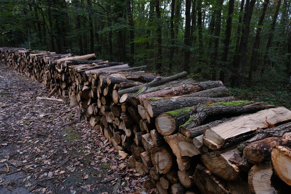 uma pilha de troncos no meio de uma floresta