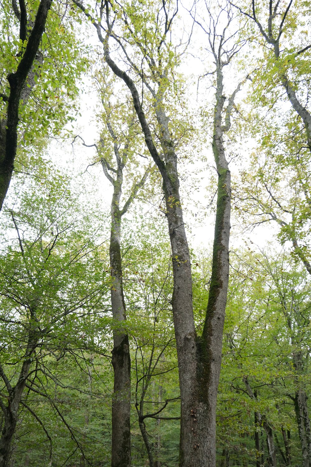 quelques arbres qui se tiennent dans l’herbe