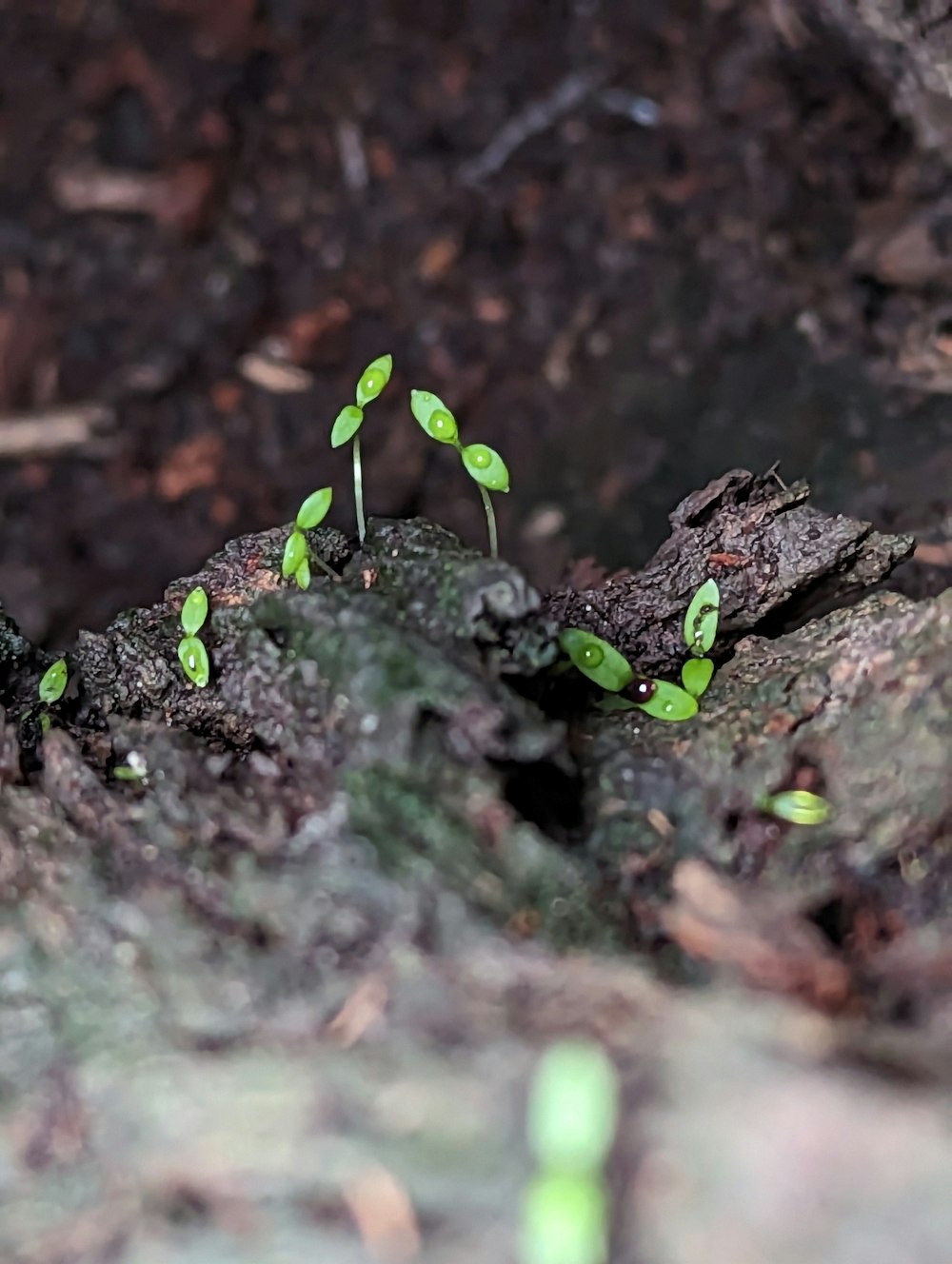 땅에서 싹을 틔우는 작은 녹색 식물 그룹
