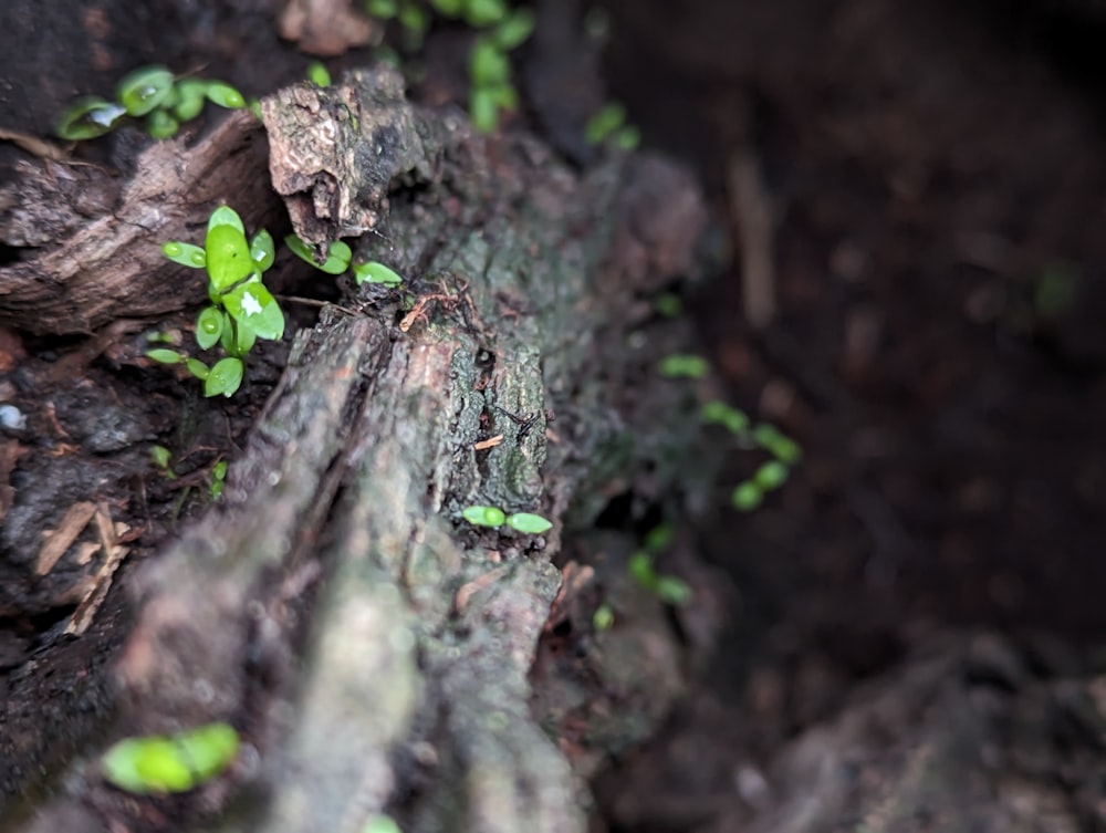 small green plants growing out of the bark of a tree