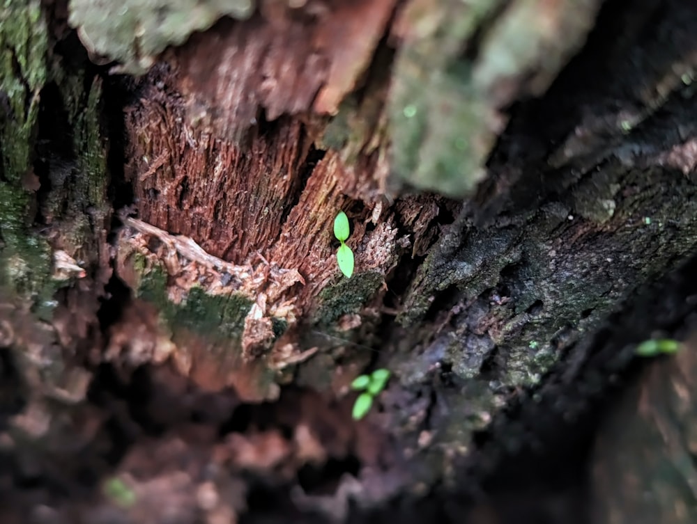 a close up of a tree with green leaves