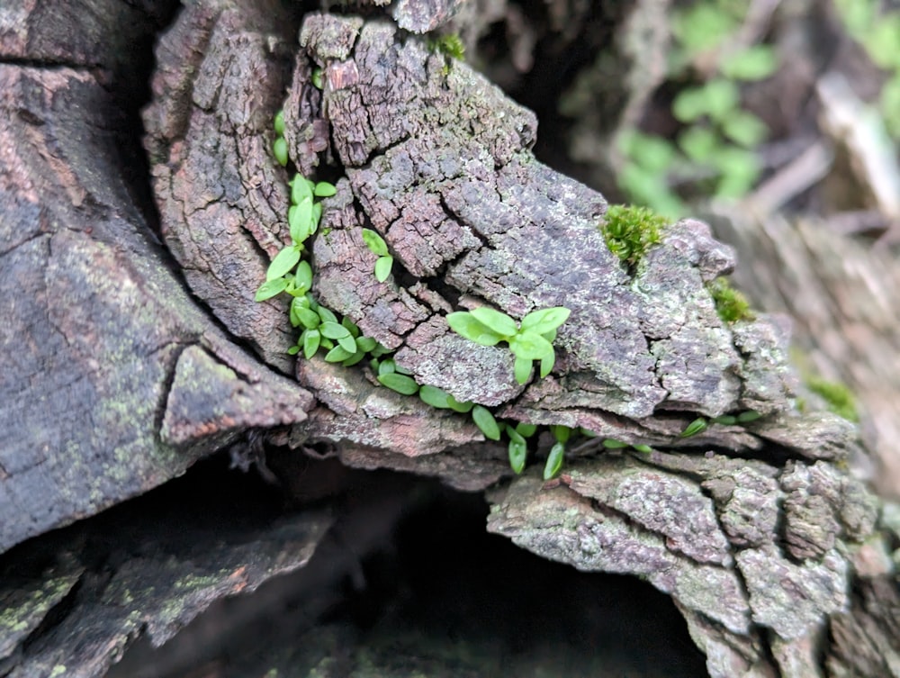 a close up of the bark of a tree