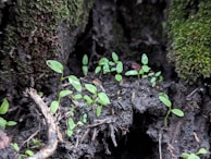 Small green seedlings are emerging from dark, moist soil surrounded by moss. The setting appears to be a forest floor, with young plants sprouting in a natural environment. The background shows rough textures of tree bark and moss, creating a lush and earthy scene.
