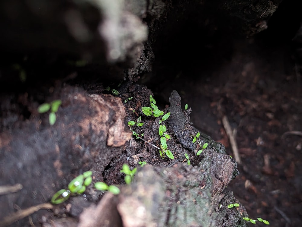 a group of small green plants growing out of the ground