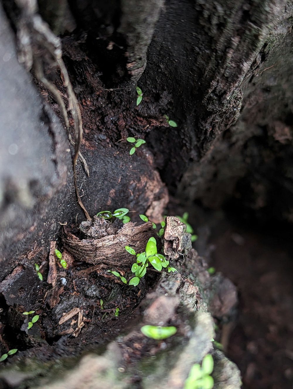 um close up de um tronco de árvore com uma planta crescendo fora dele