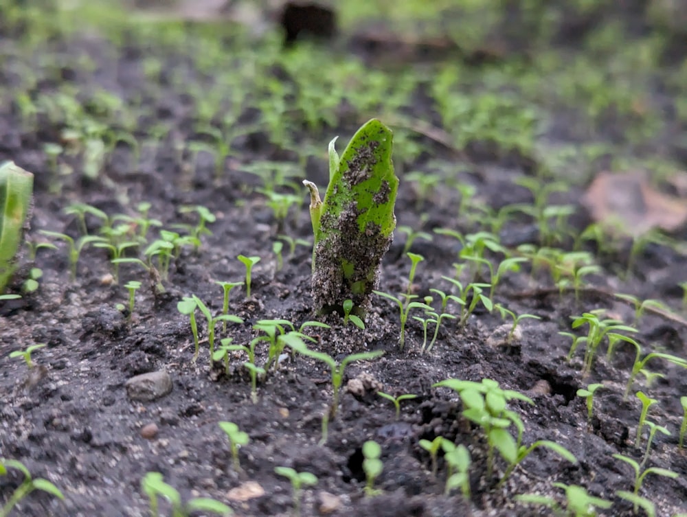 a small green plant growing out of the ground