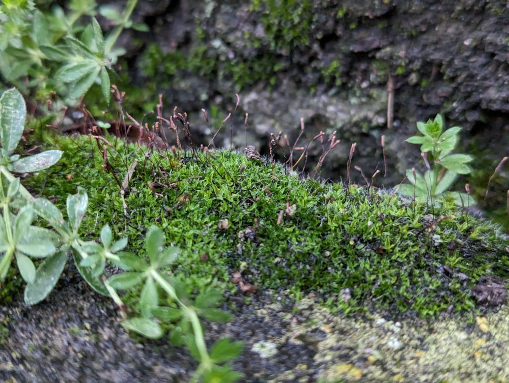 a close up of a moss covered rock