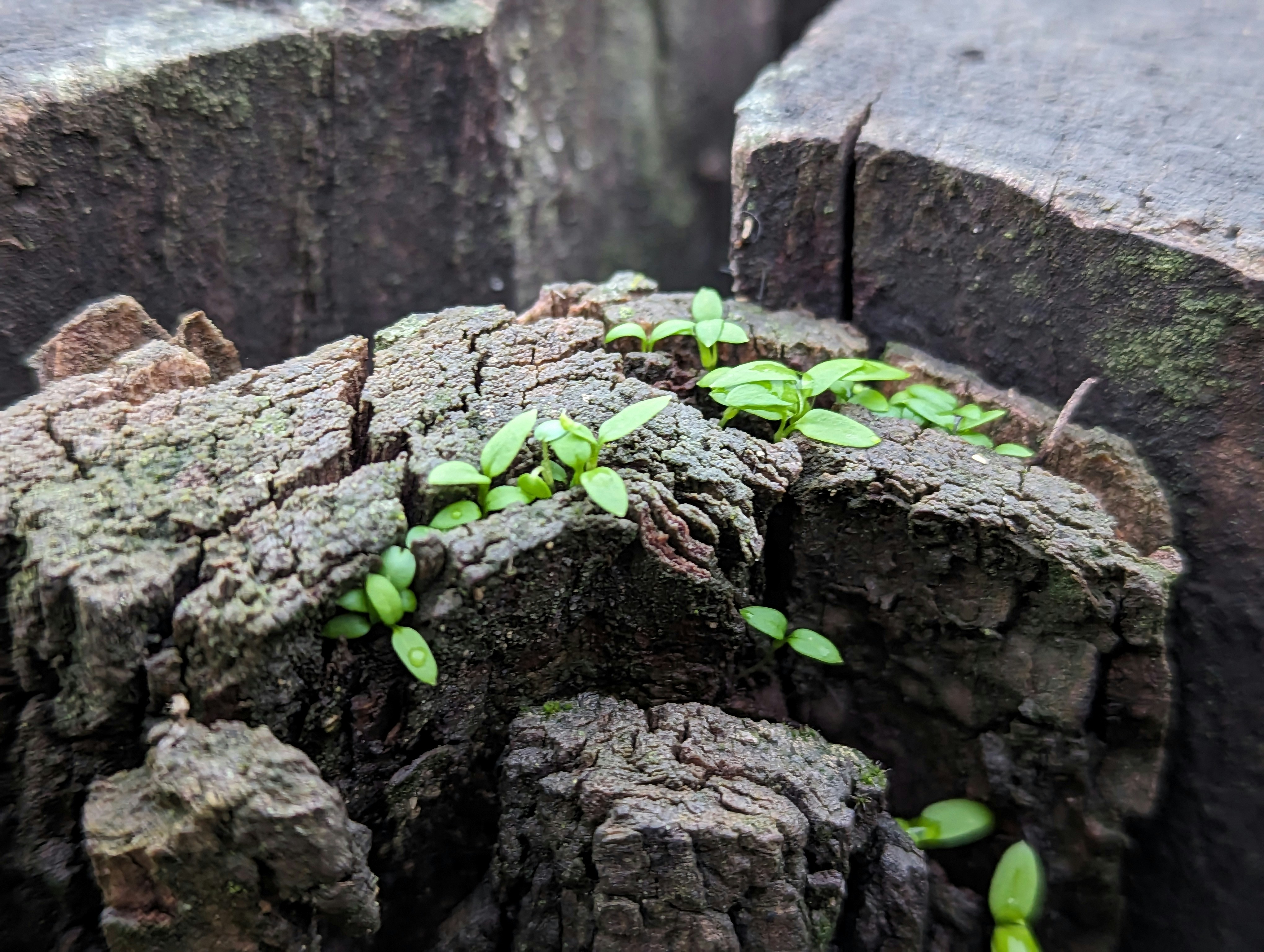 Close-up of a plant growing from a tree stump