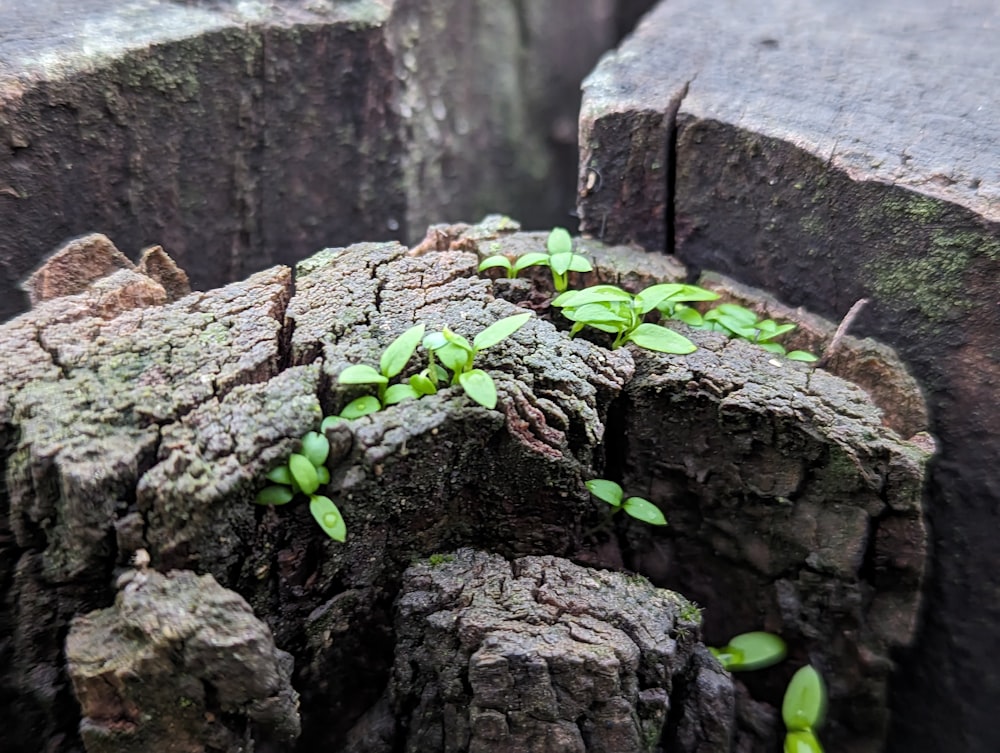 a close up of a tree stump with a plant growing out of it