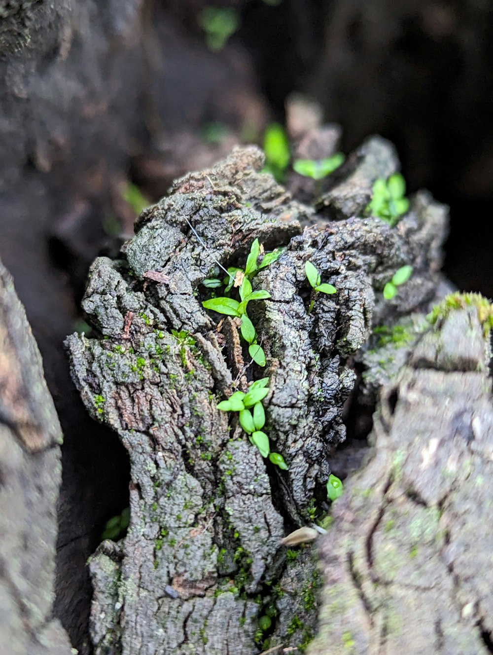 small green plants growing on the bark of a tree