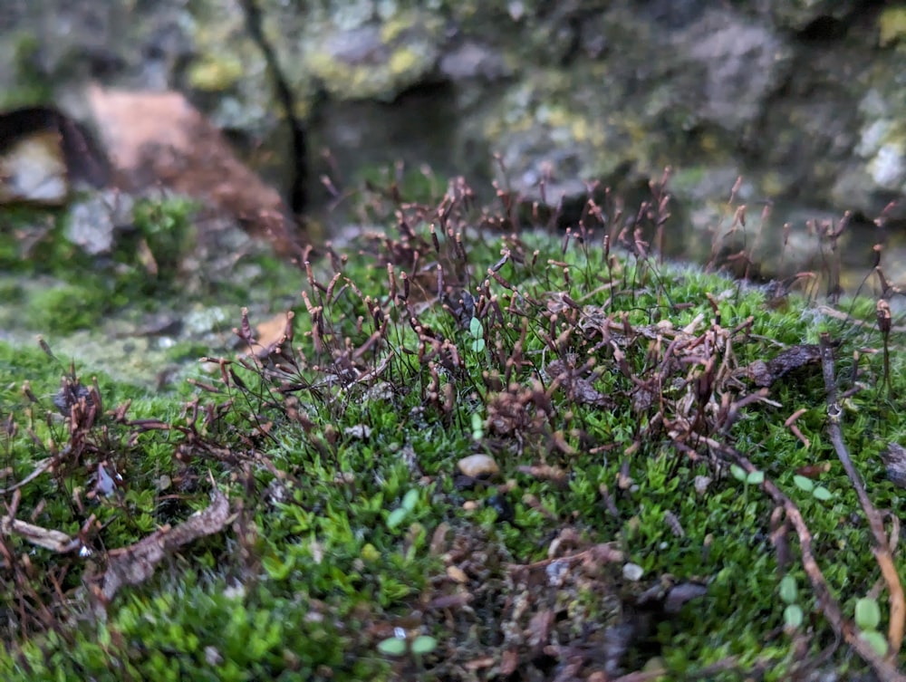 a close up of moss growing on a rock