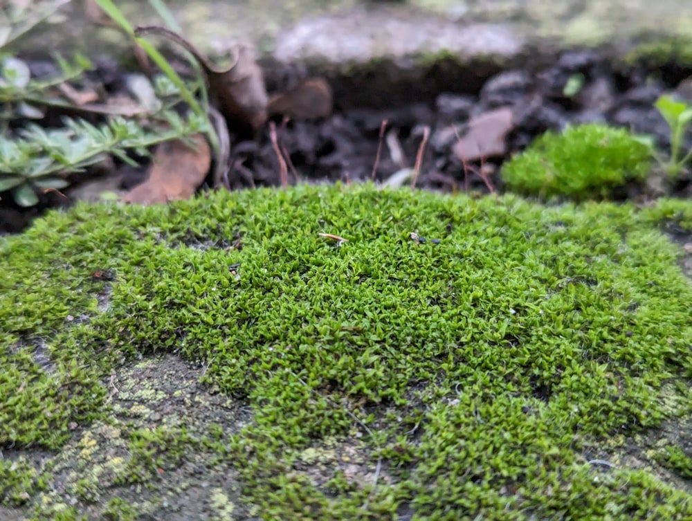 a close up of a patch of green moss