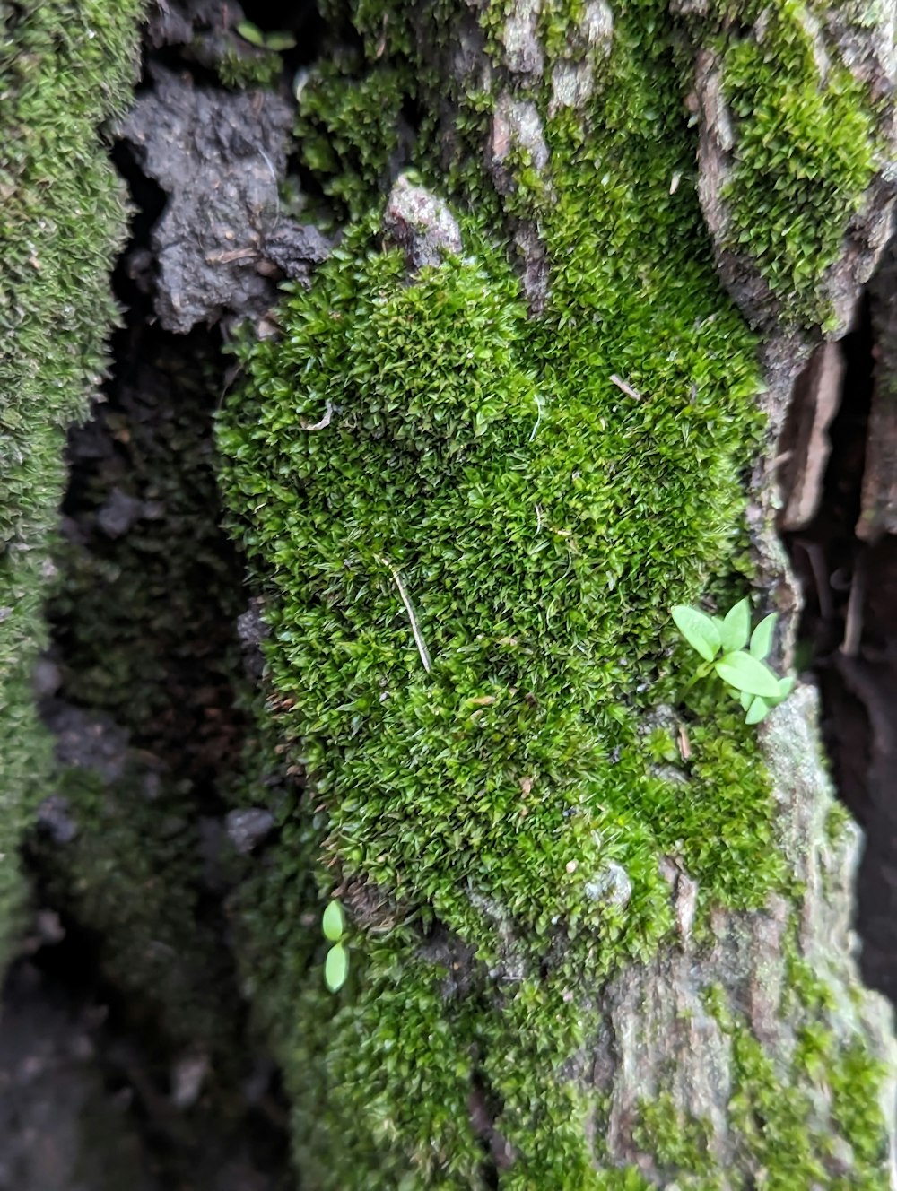 a close up of a moss covered tree trunk