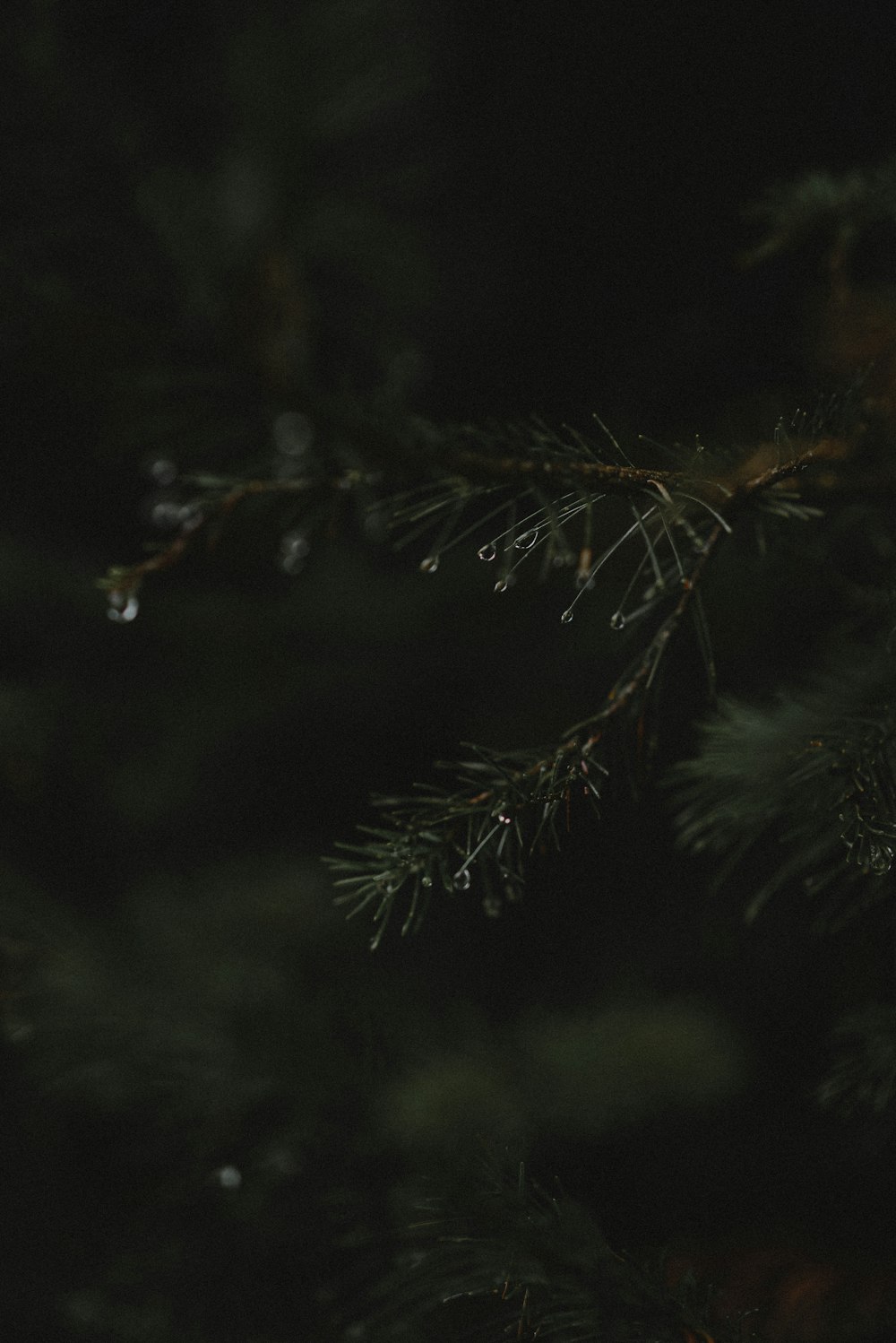 a bird is perched on a pine tree branch