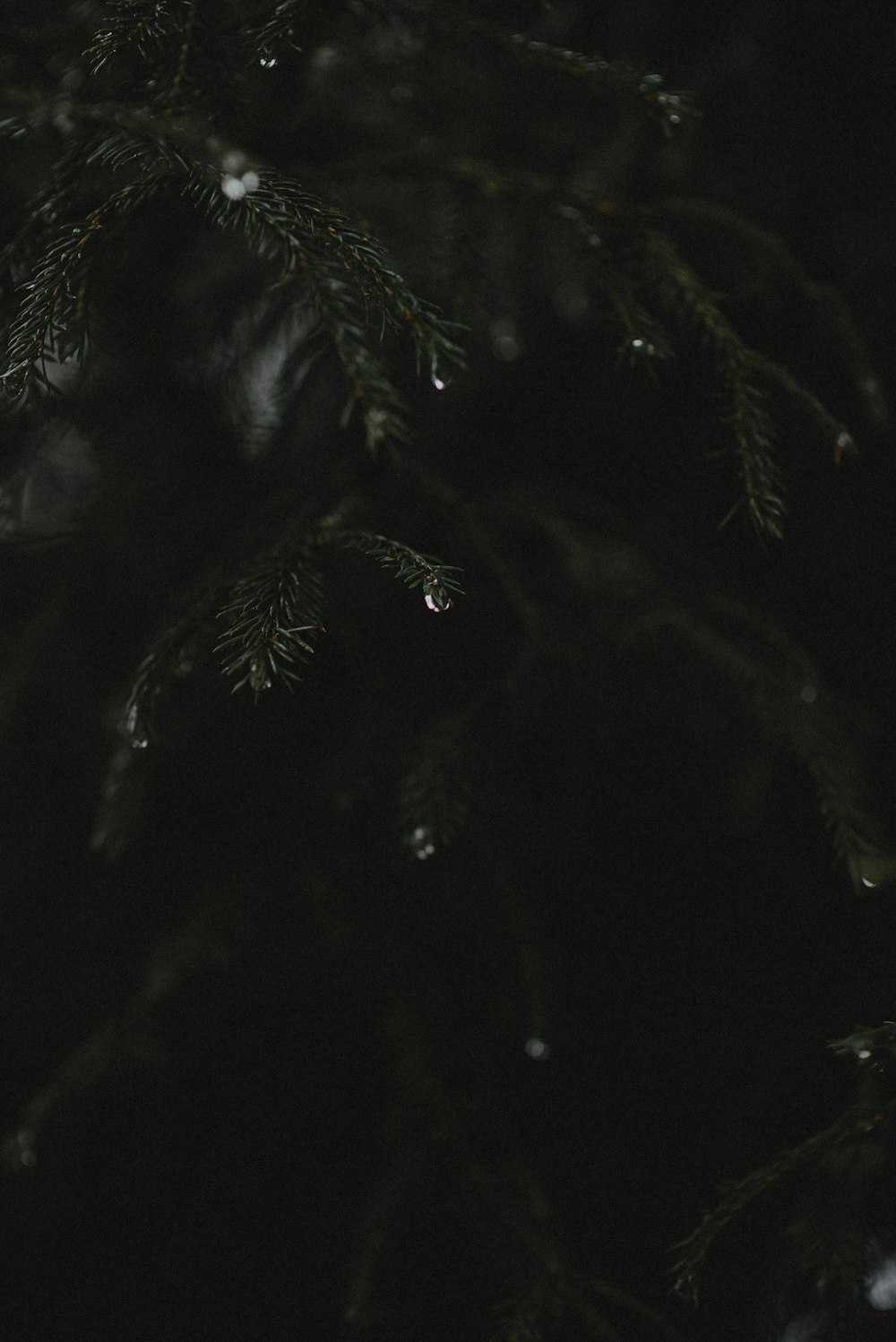 a close up of a pine tree with drops of water on it