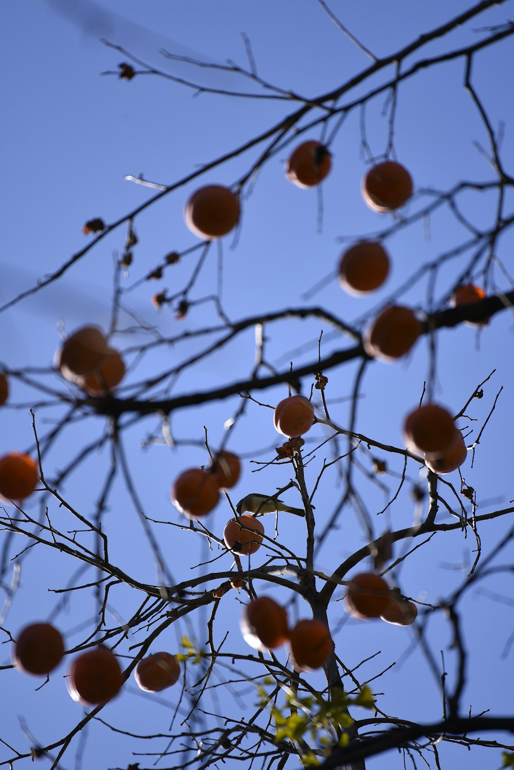 a tree filled with lots of oranges under a blue sky