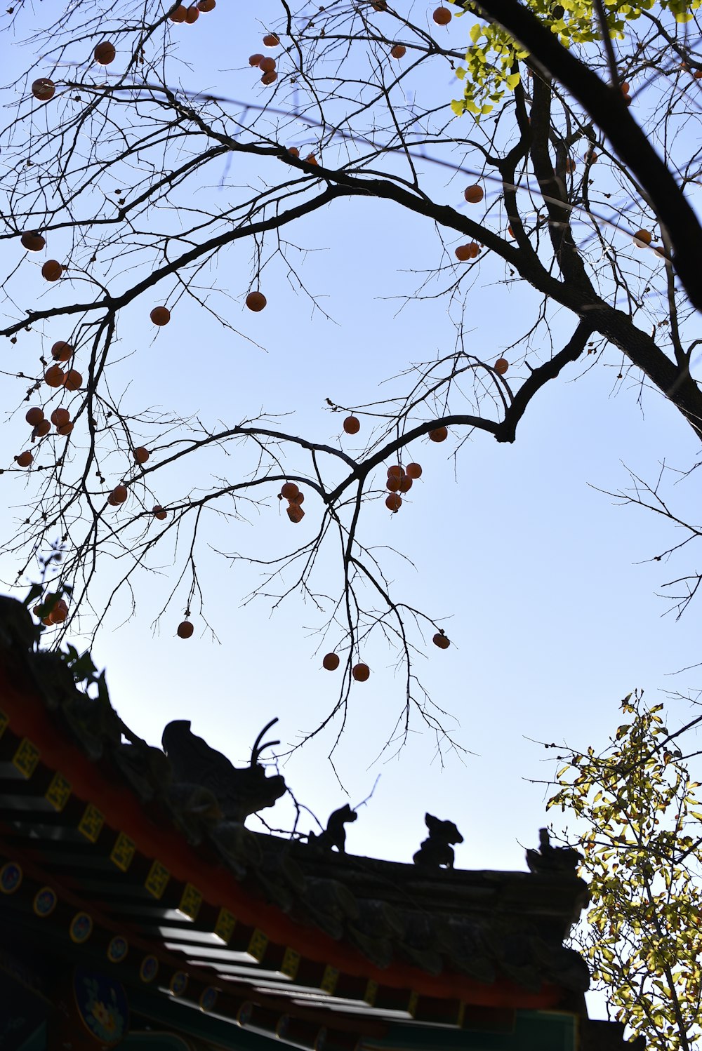 a tree with no leaves in front of a blue sky