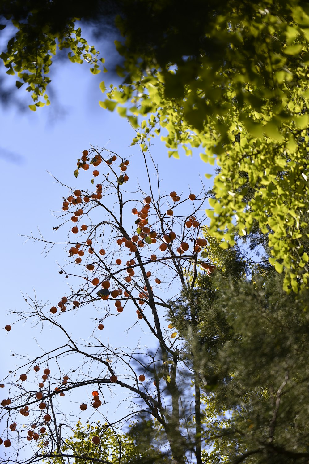 Ein Baum mit roten Beeren darauf und einem blauen Himmel im Hintergrund