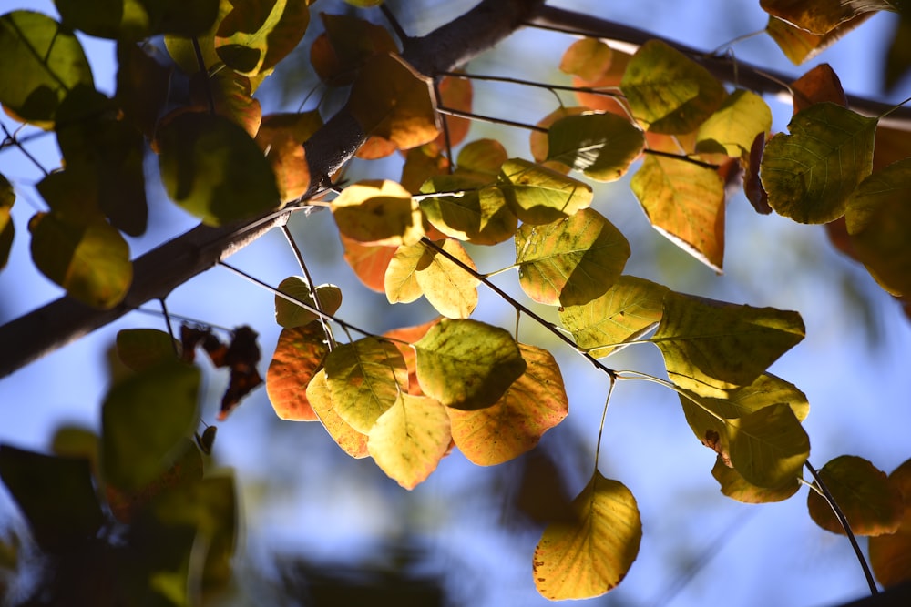 the leaves of a tree in the sunlight