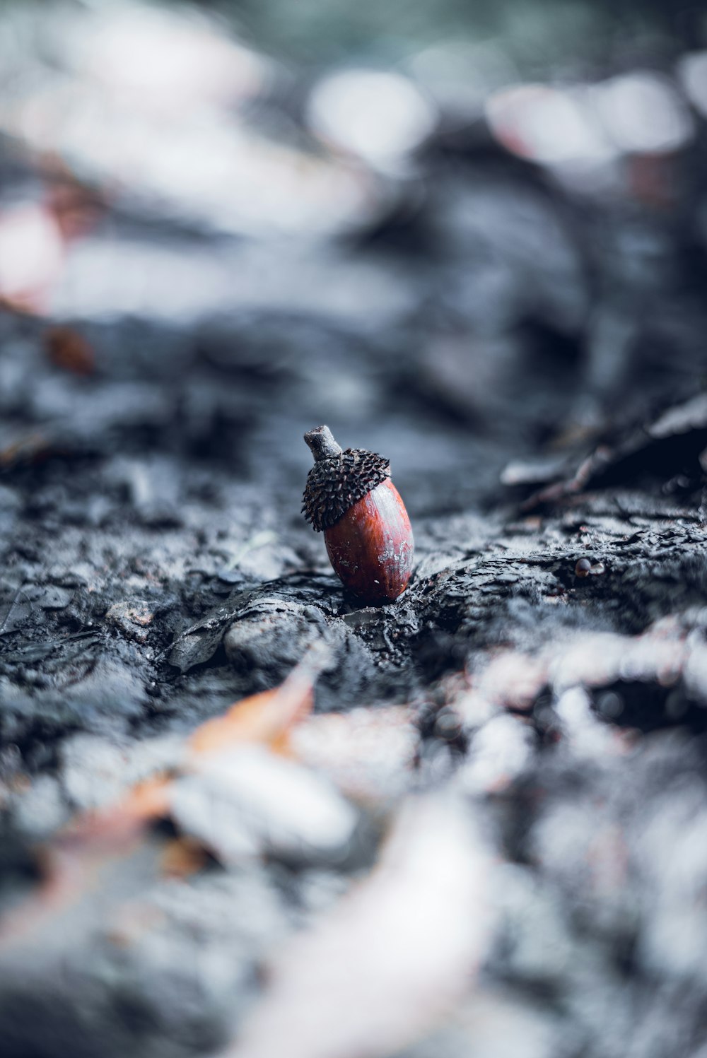 a small acorn sitting on top of a rock