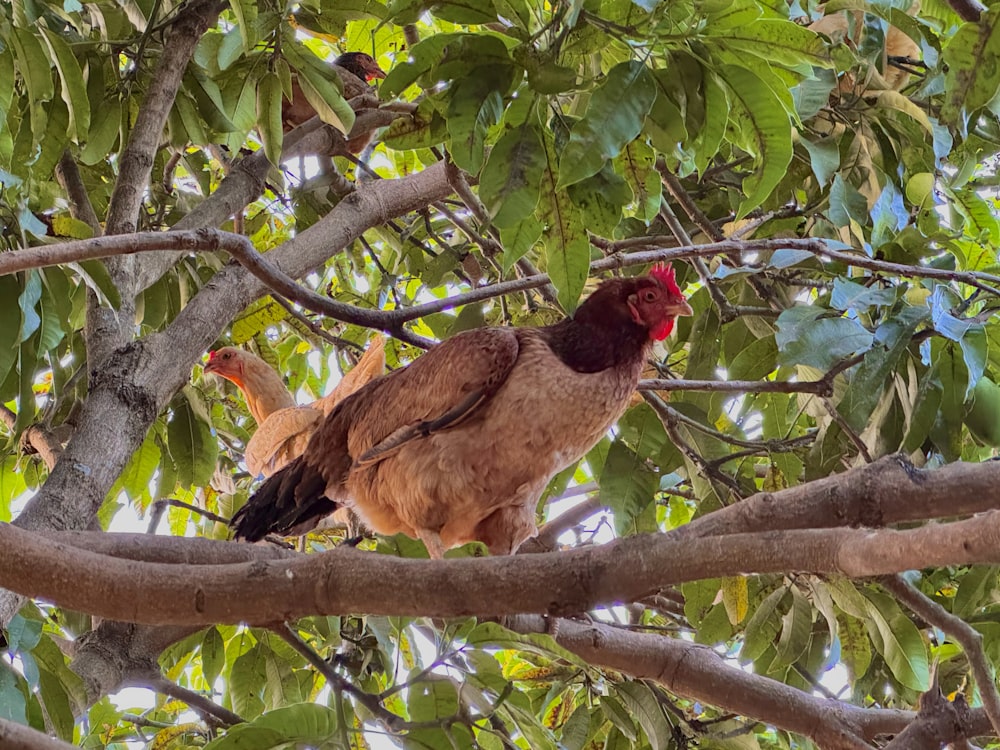 a chicken sitting on top of a tree branch