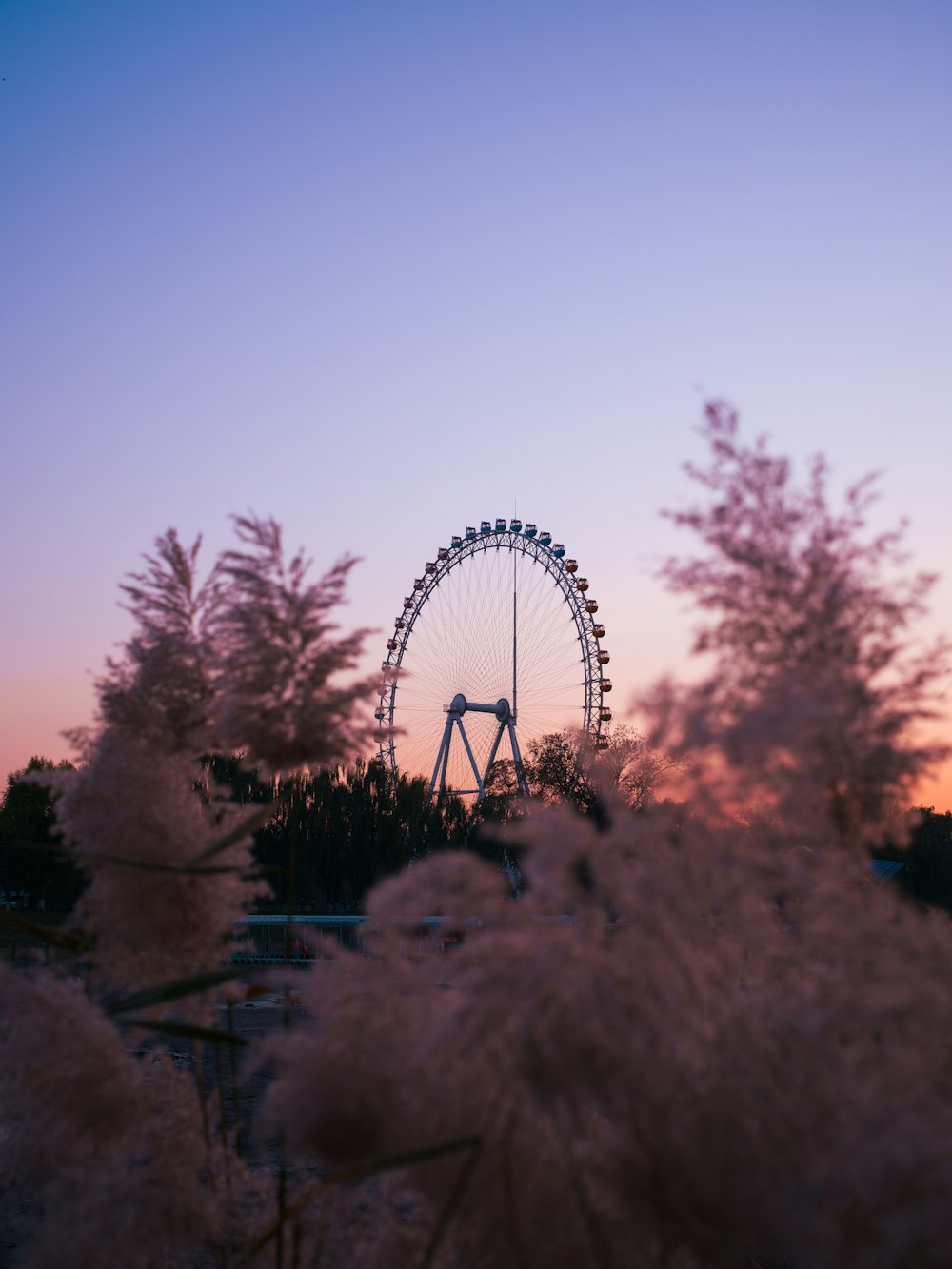 a ferris wheel in the distance with trees in the foreground