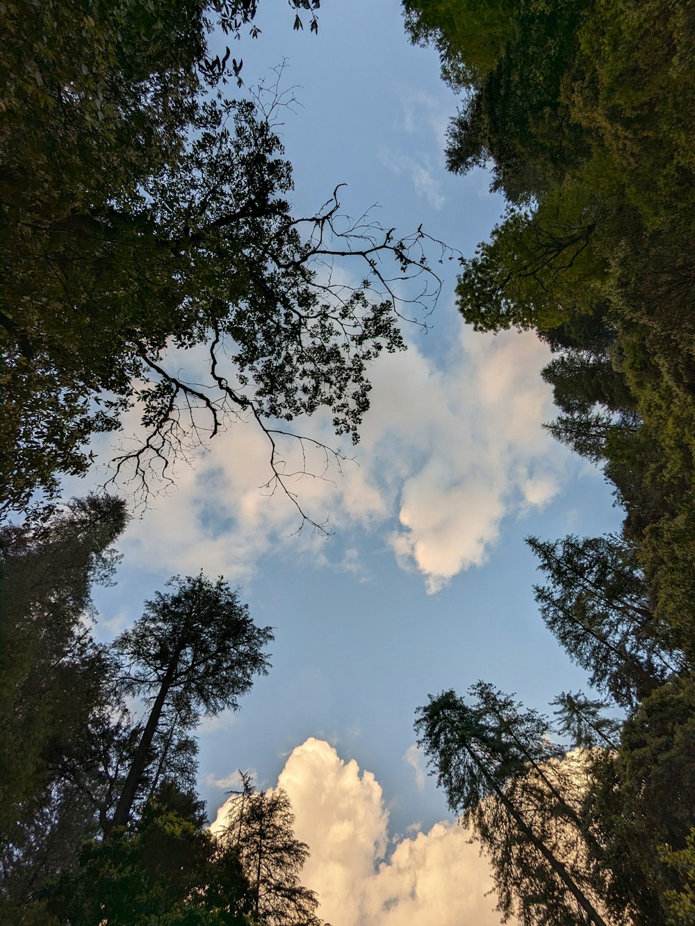 a group of trees that are standing in the grass