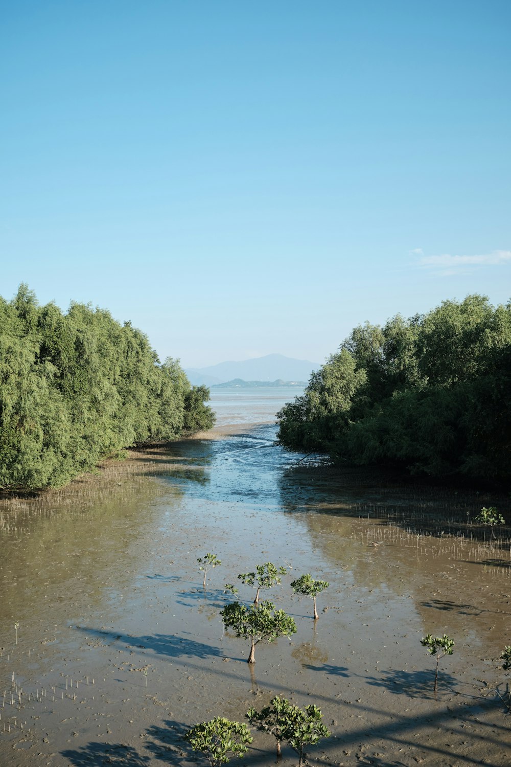 a body of water surrounded by trees on a sunny day