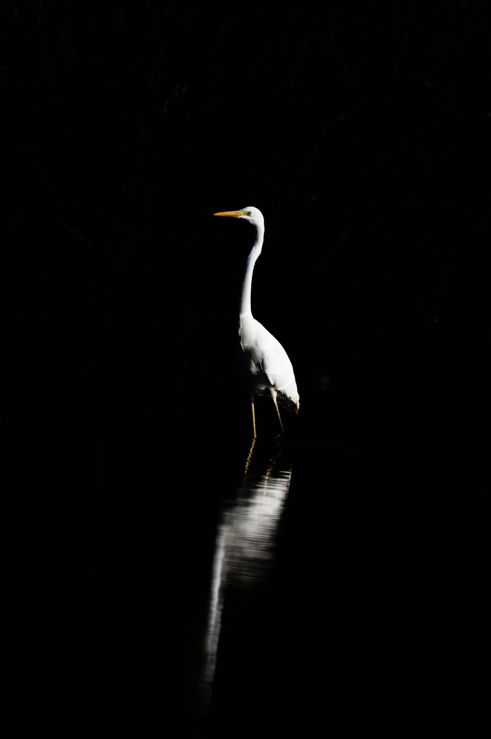 a white bird standing in the dark water