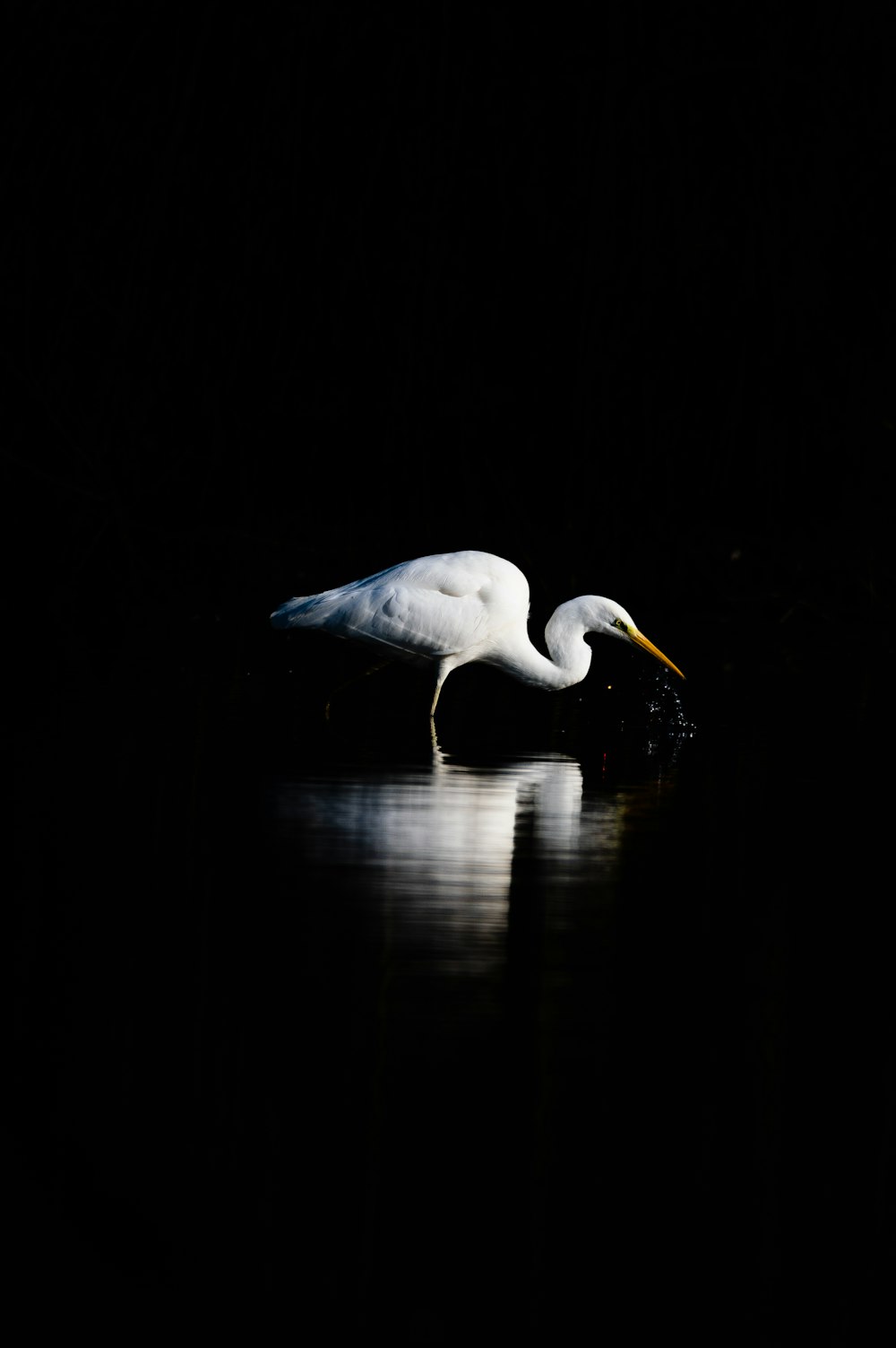 un grand oiseau blanc debout au-dessus d’un plan d’eau