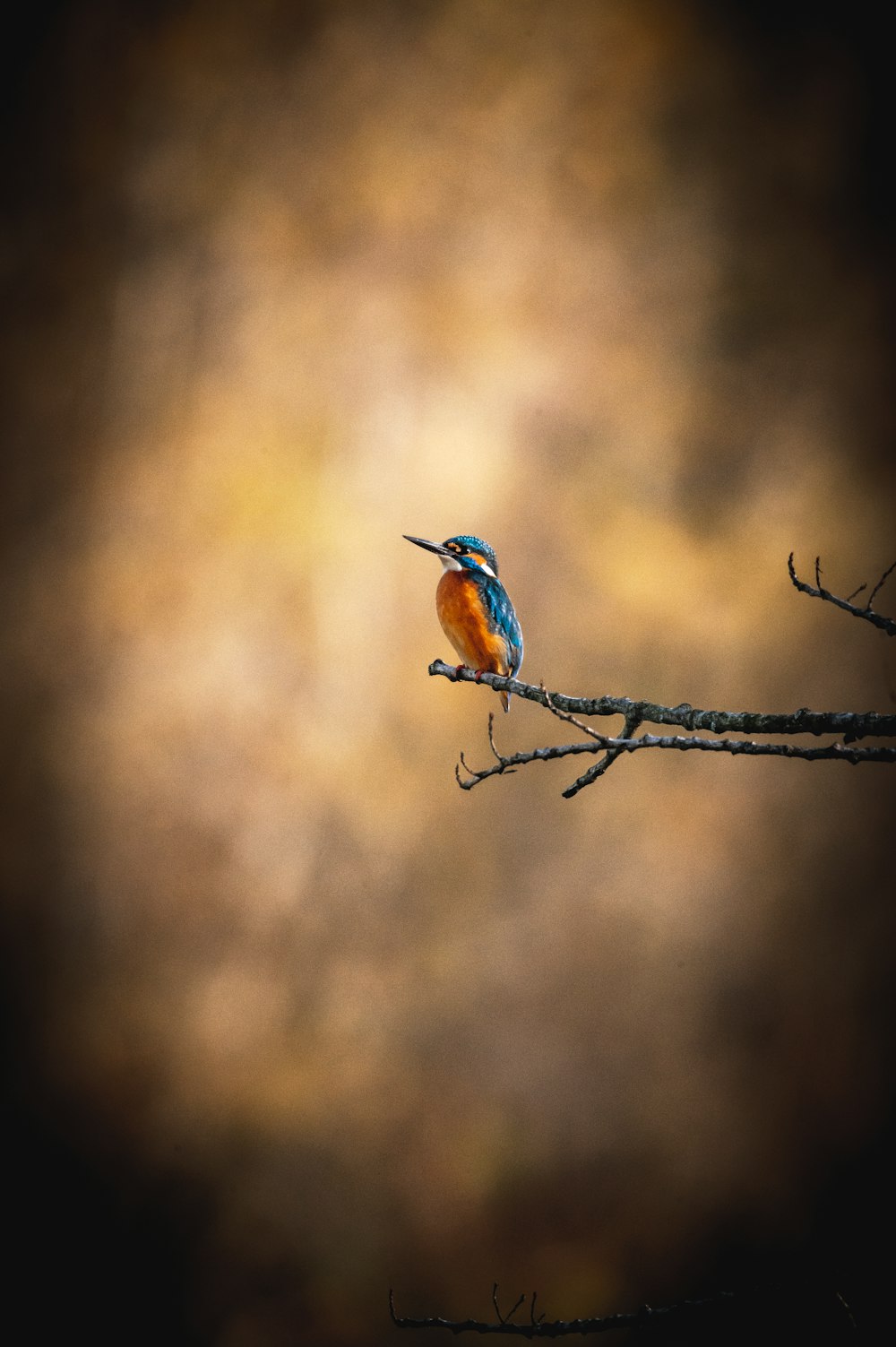 a small colorful bird perched on a tree branch