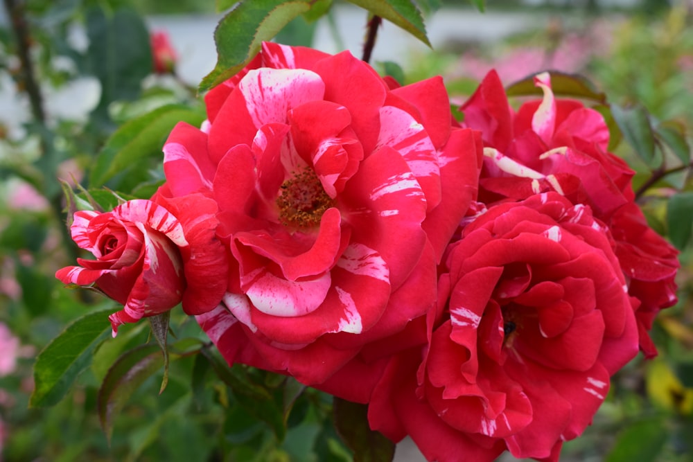 a close up of a bunch of red roses